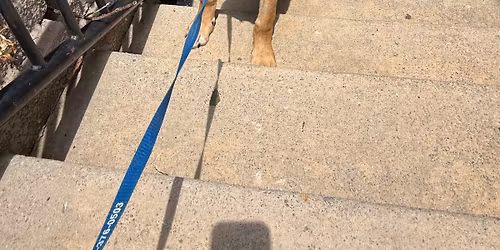 June Adoption Event 