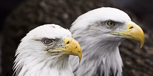 Bald Eagles of Ohio