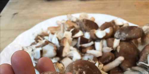 Mushroom Cultivation Workshop: Easy Bucket Growing for Home & Garden