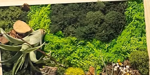 Creating An Air Plant Art Piece