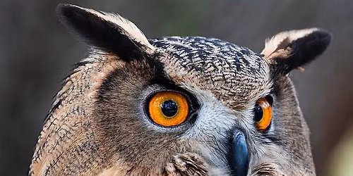 Wizard Weekend Owl Encounter