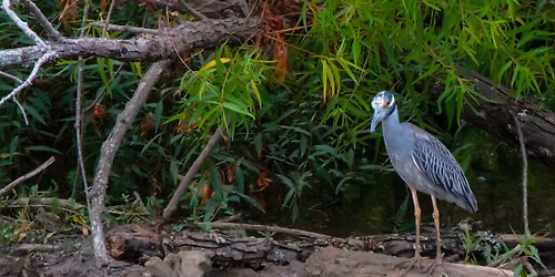 Wilderness Station Presents: Wetlands Stroll