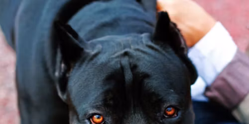 MASTER ISTRUTTORE in RECUPERO COMPORTAMENTALE