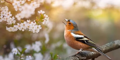 Madarak \u00e9s f\u00e1k napja, mese-t\u00fara a Kereszt\u00fari Erdei Tan\u00f6sv\u00e9nyen