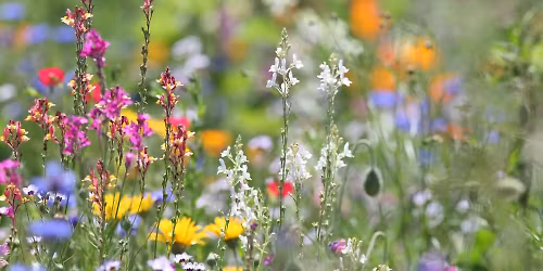 Establishing a Pocket Meadow