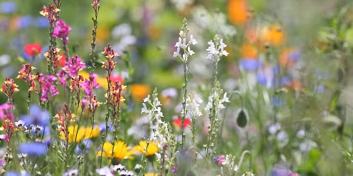 Establishing a Pocket Meadow
