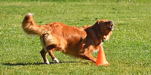 3.kvalifika\u010dn\u00e9 preteky na Majstrovstv\u00e1 sveta 2026 v Obedience