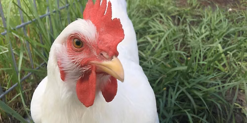 Basics of Raising Backyard Chickens for Eggs