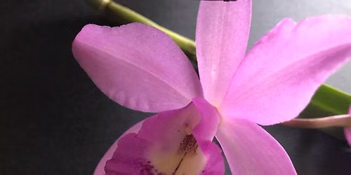 NT 35th Orchid Spectacular 2026