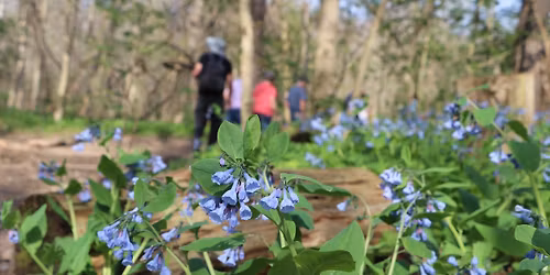 Annual Earth Day Celebration