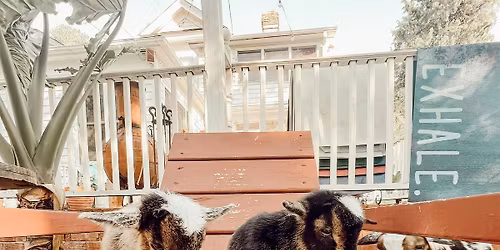 Farm BINGO with Goats & Highland Cows