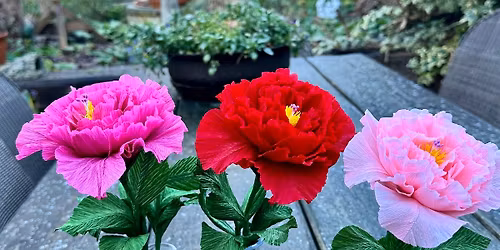 Crepe paper Double Hibiscus workshop