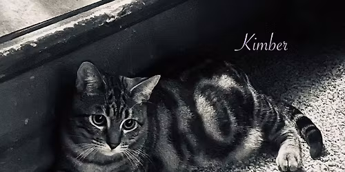 Kitty Adoption Event