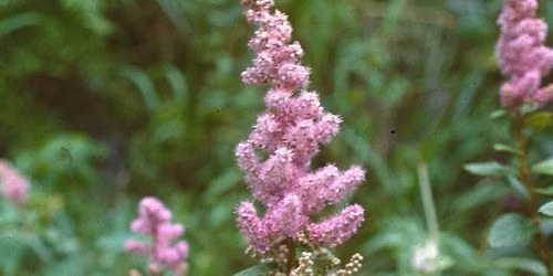 Walk Among Wildflowers, Shrubs, and Trees
