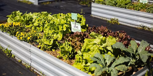 Space Coast Harvest: How to Start a FL Vegetable Garden