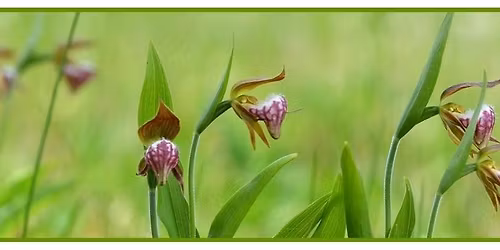 2026 Native Orchid Conference Symposium, Wisconsin
