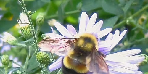 Annual Native Plants and Veggie Starts Sale