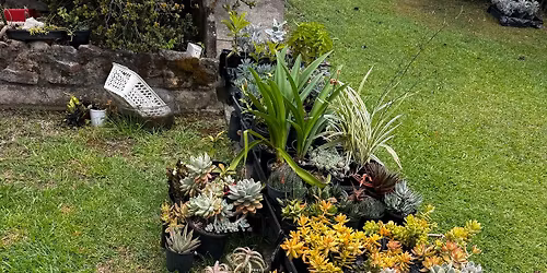 Backyard Plant\/Garage Sale - 8 Franklin Place, Coffs Harbour