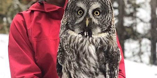 15th Annual Fall Forum: Great Gray Owls of the Yellowstone Ecosystem