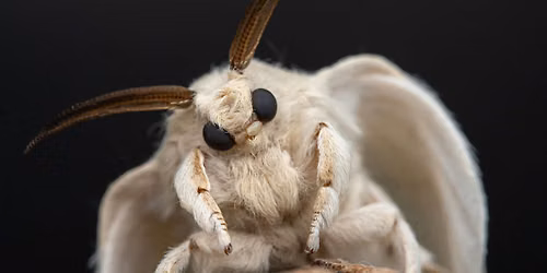 Moths\u2014Camouflaging in Nature