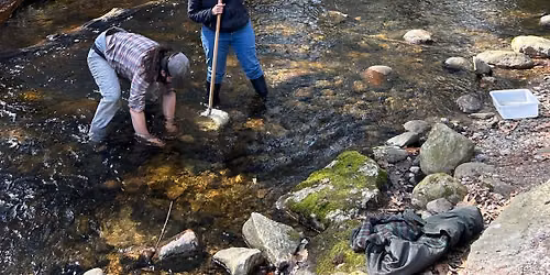 Macroinvertebrate Stream Sampling at Mill Brook Preserve