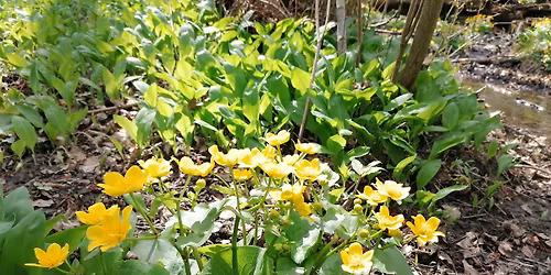 Medvehagym\u00e1z\u00e1s \u00e9s vezetett t\u00fara Borsosber\u00e9nyben (indul\u00e1s Di\u00f3sjen\u0151r\u0151l)