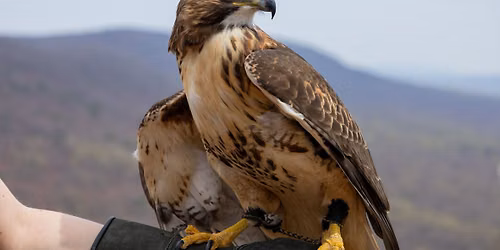 Live Birds of Prey Demo @ Thorn Alley Stage at GoggleWorks