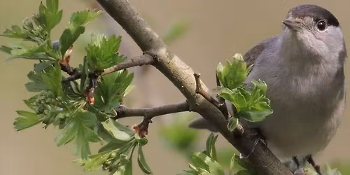 Birdsong I.D Workshop