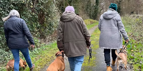 Social walks for reactive dogs