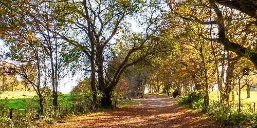 New Hike \u2013 13-14km Autumnal Betchworth & Brockenham Meerkats Hike