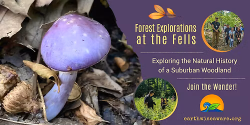 Summer Forest Explorations