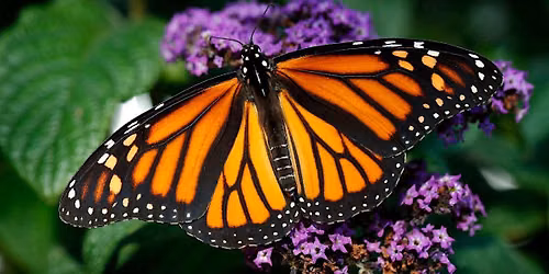 Monarch Butterfly Tag and Release - Saturday 9\/19 - 11:00 AM Session