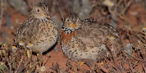 Hiding in 'plain' sight: uncovering the secret life of Plains-wanderers is South Australia