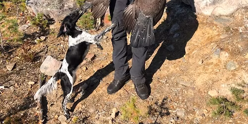 Trening av fuglehund \ud83e\uddae