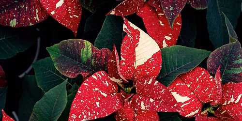 Canoyer Holiday Market & Merriment