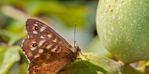 Co to tady leze? Pozn\u00e1v\u00e1me hmyz na Halounech