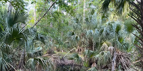 Guided Wetlands Walk | Presented By Pasco Natural Resources Conservation