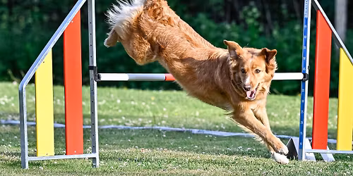 Levek & Takut Maaliskuun agilitykisat 2026