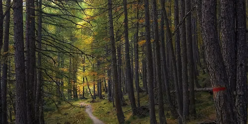 Sacred Pause: Rooted in the Seasons --Summer Reset