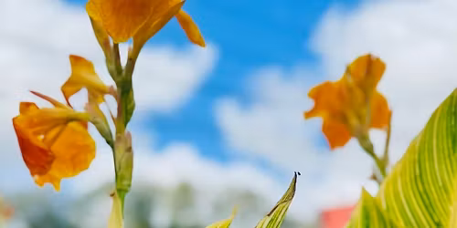 St. Augustine  Farmers Market 