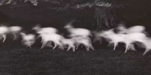 A szarvass\u00e1 v\u00e1ltozott fi\u00fa - Vecsei H. Mikl\u00f3s \u00e9s a QJ\u00daB