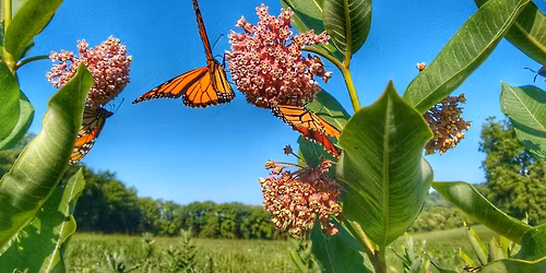Pollinator Gardening Bootcamp - Pollinator Garden Prep and Planting