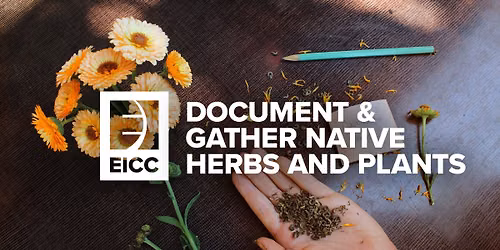 Document and Gather Native Herbs and Plants