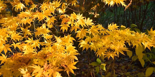 Jardin Le Mas des B\u00e9ali\u00e8res - Tencin  - Couleurs d'automne