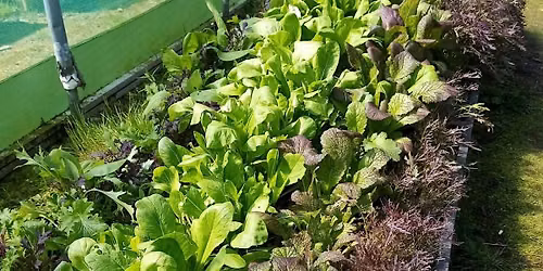 Veg stall at Campy Growers !
