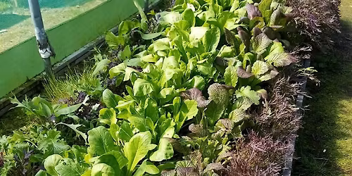 Veg stall at Campy Growers !