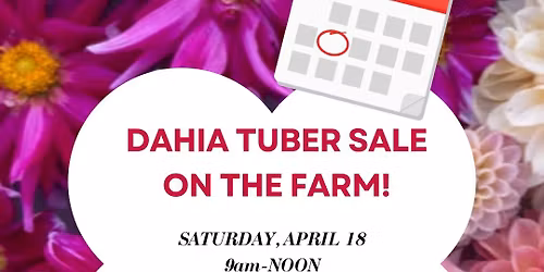 Spring Dahlia Tuber Sale