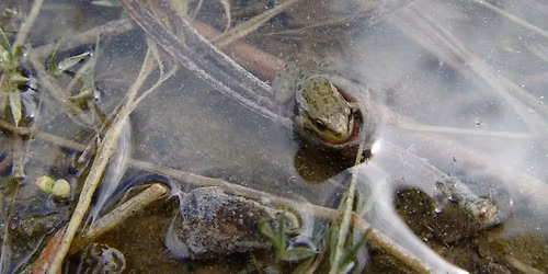 A Chorus Line...of Frogs!