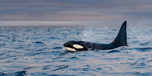 Orca Action Day