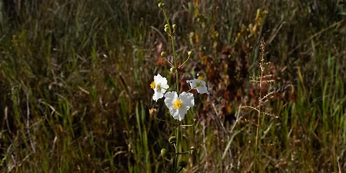 Eat the Weeds in Your Backyard